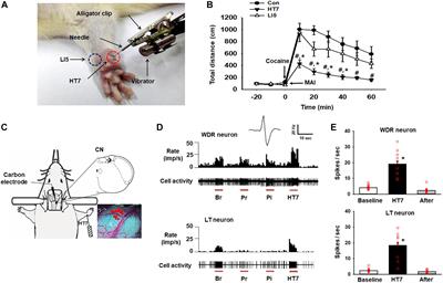 Involvement of the Cuneate Nucleus in the Acupuncture Inhibition of Drug-Seeking Behaviors